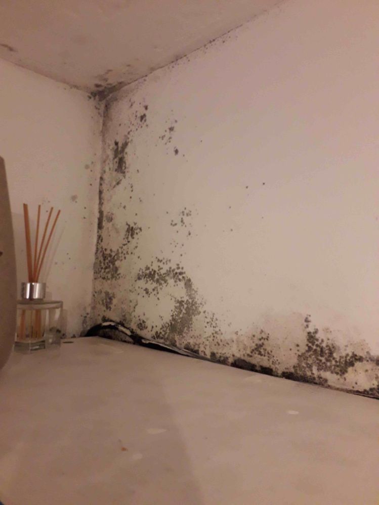 Black mold - What would you do?