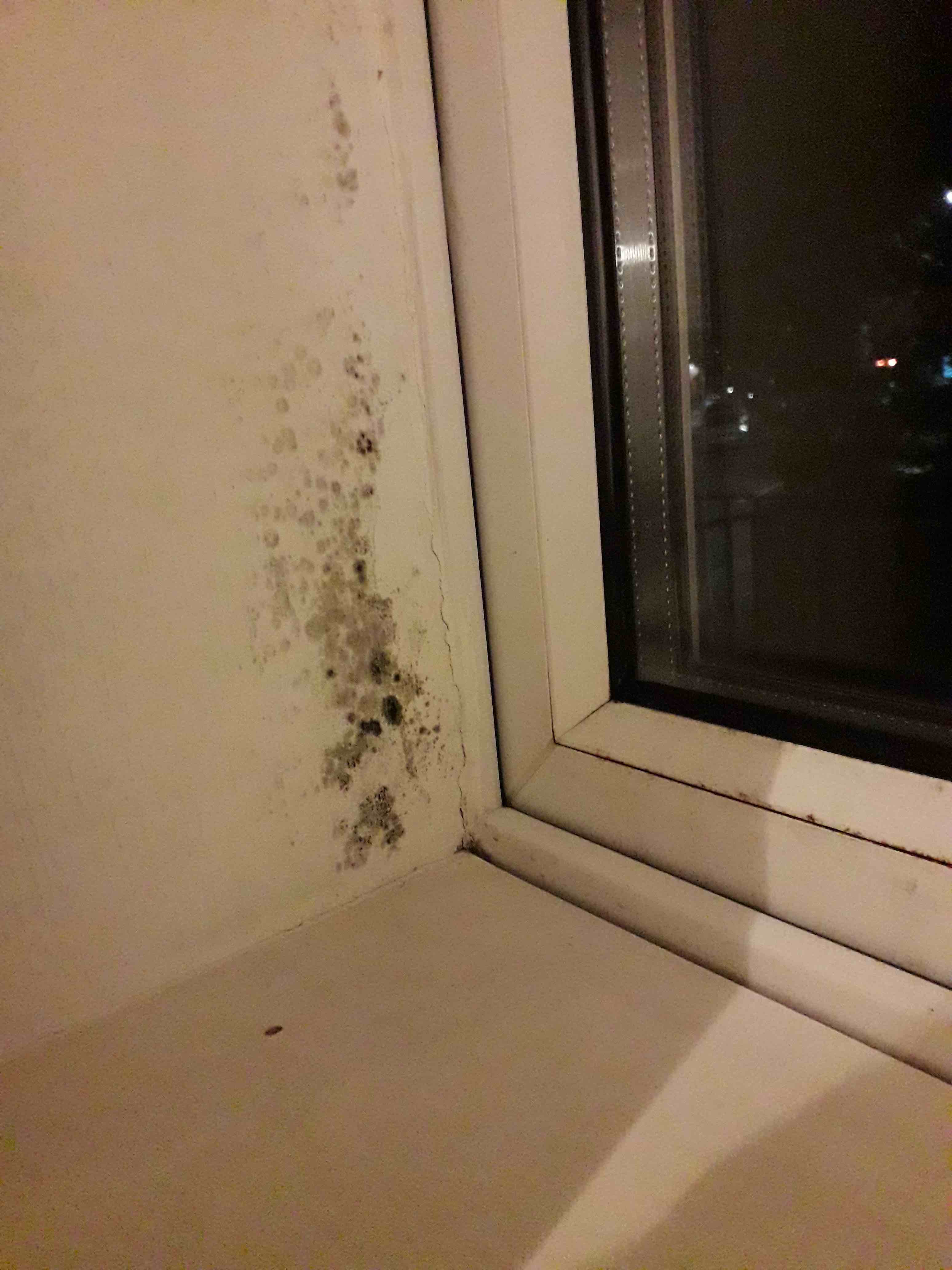 Solved Black mold What would you do? Airbnb Community