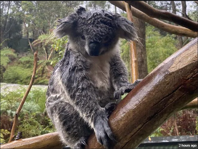 Wet Koala.png