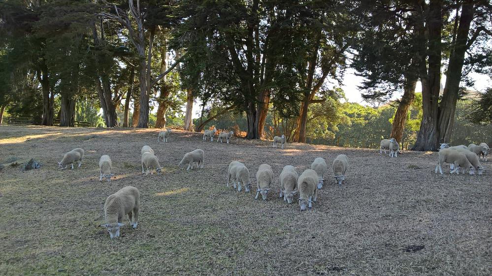 Sheep & lambs gather in formations, note how they line up...