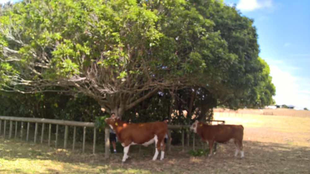 Young boys feeding heifers leaves from branches - safely behind the fence!