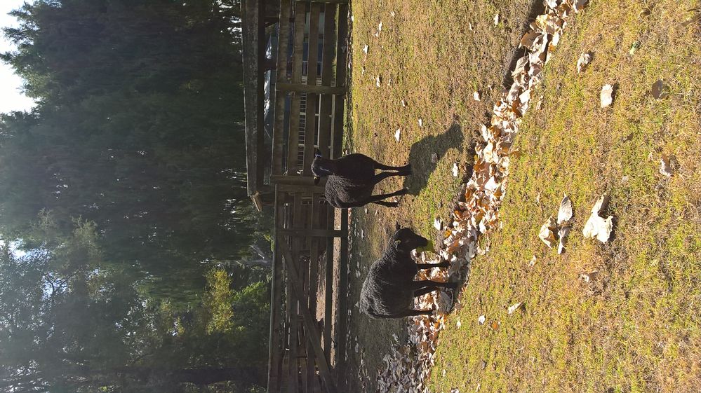 Gotland Sheep eating leaves at Cornwall  Park, Auckland, New Zealand