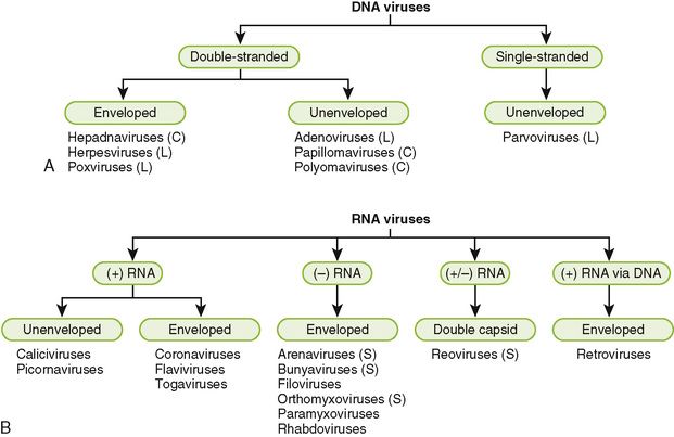 virus-classification-1.jpg