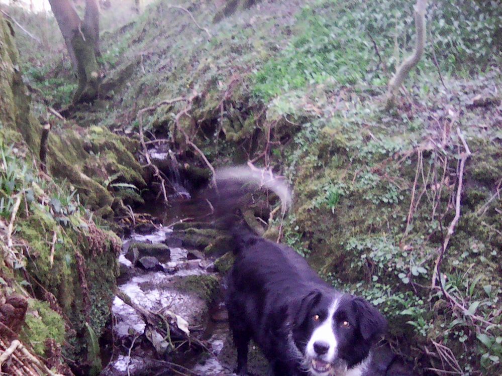 wild garlic, top right, bottom right.
