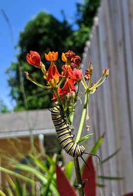 This will be a monarch butterfly soon, they love milkweed