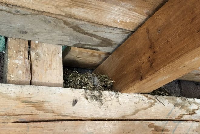 Nester unbekannter Voegel 2020, wahrscheinlich Meisen oder Amseln