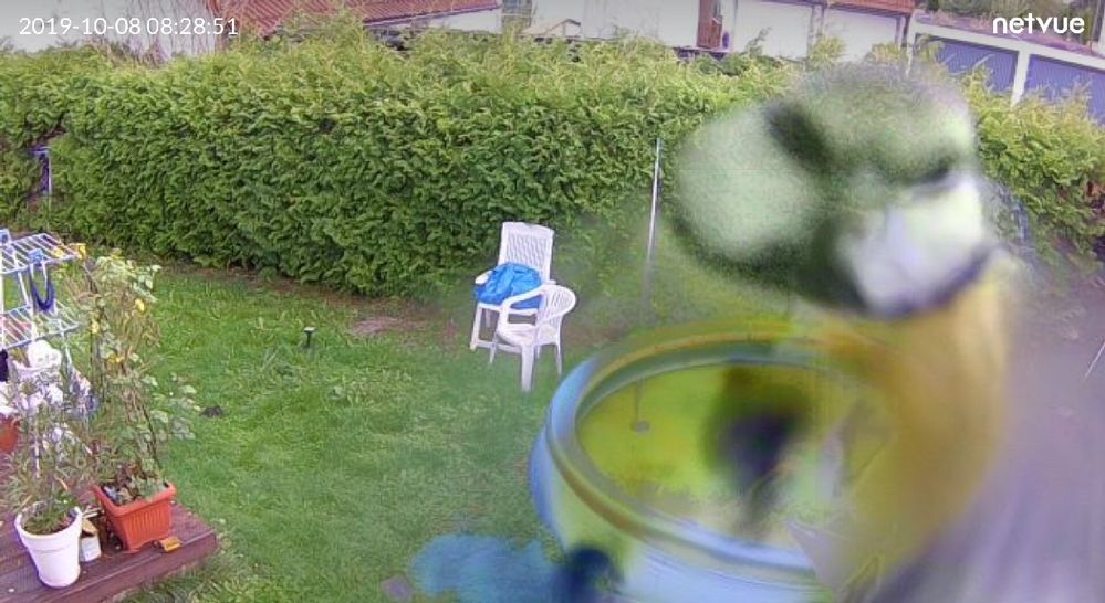 Meise, von der Gartenwebcam automatisch fotografiert