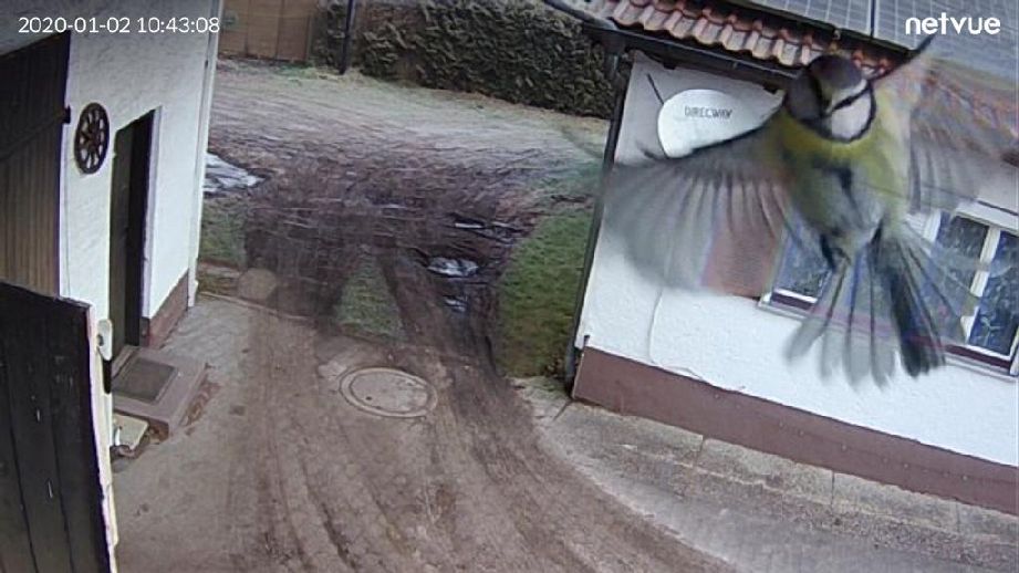 Meise, von der Hofwebcam automatisch fotografiert