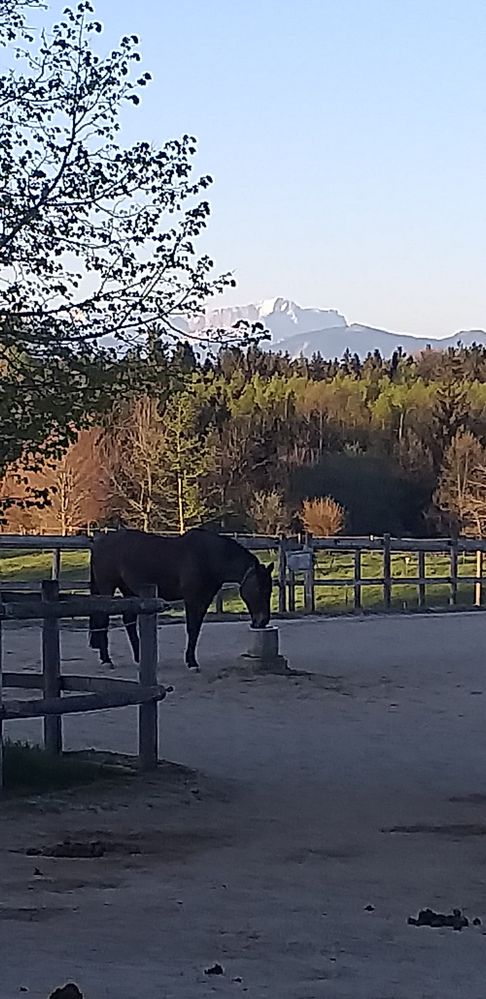 Morgens bei den Pferden