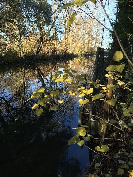 Fluss Dorfen in Schwaig bei Oberding