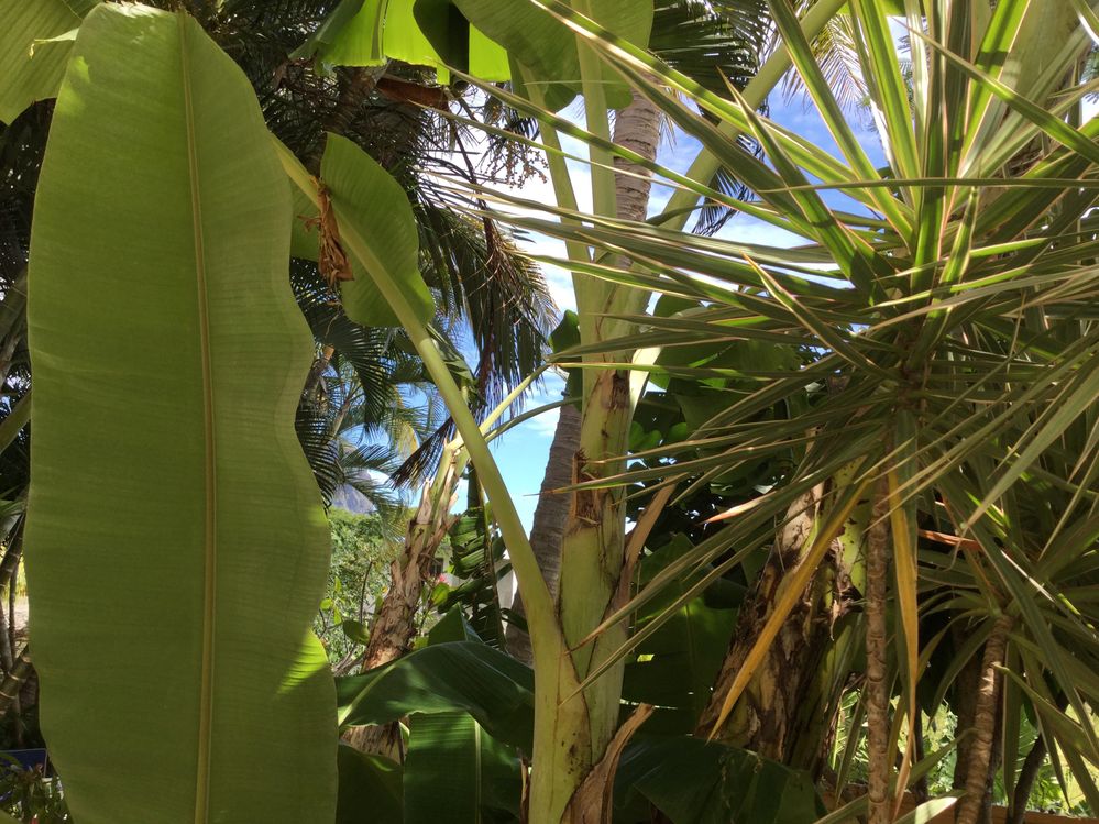 Das ist der Blick in unserer Garten. Wir haben Bananenstauden, einen Papayabaum nebenan, einen Mangobaum, Starfruit, Avocado und Passion Fruit