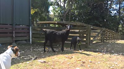 Gotland Sheep ewe with her lamb