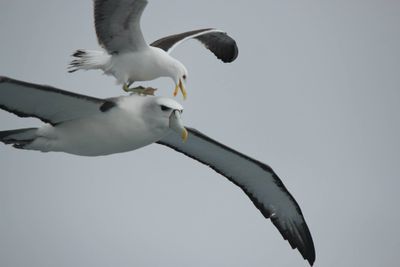 Stewert Island pelagic . Black backed Gull and Mollymawk