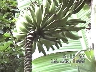 Bananenstaude im Hausgarten