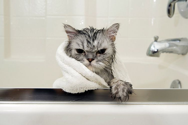 cats-in-baths-2.jpg