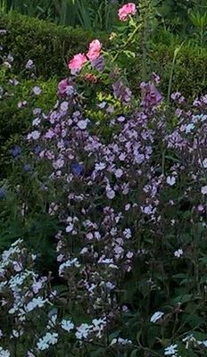 Floral Swimming Costume, Parnell Rose Gardens, Parnell, Auckland