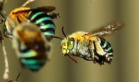 Blue-banded bee. Credit:  Fish Fidler/Flickr