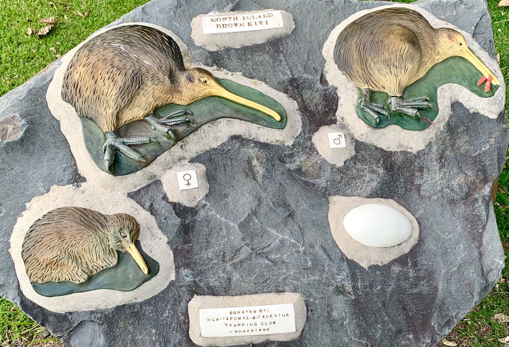 The northern kiwi found in this reserve