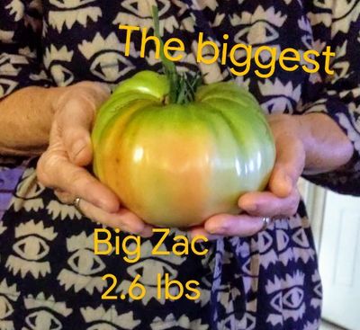1.179 kg.........David grew 7 types of tomatoes and this was the biggest. We had to pick it before the birds saw it and began to feast.