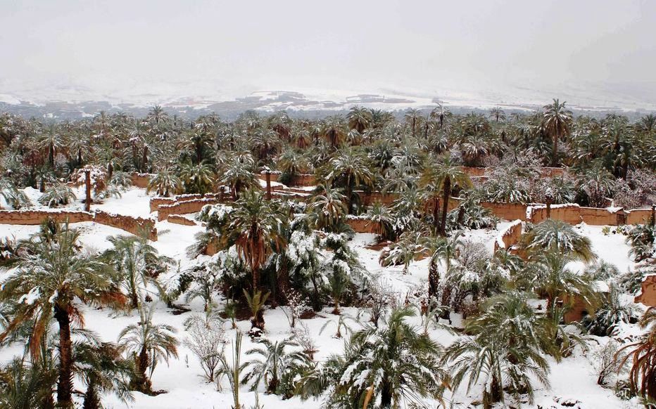 Palmeraie sous la neige au Maroc