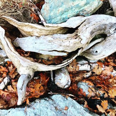 Driftwood at Harriman Point Preserve