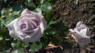 Hi Ho Silver Rose, Parnell  Rose Gardens, Auckland, New Zealand
