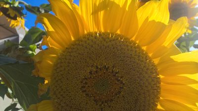 Sunflower  Loveheart