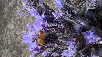 Bouquet of Lavendar with Honey Bee