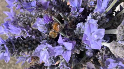 Honey Bee on Bouquet