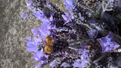 Honey Bee on Bouquet of Lavendar