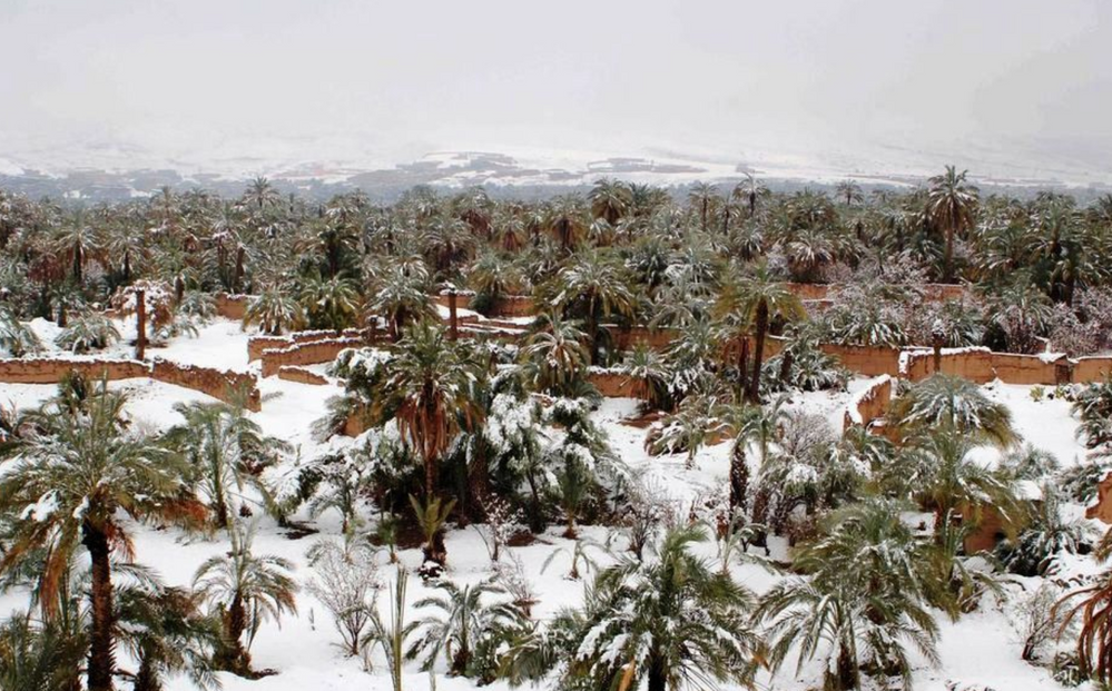 Palm grove under the snow in Morocco