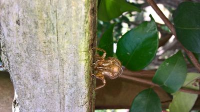 Cicada Case - hanging upside down
