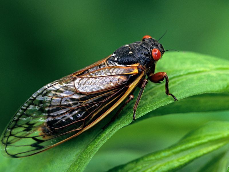 Cicadas is the world ‘s loudest insects