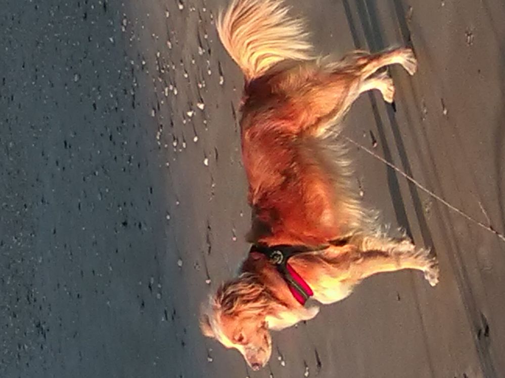 Chicca al mare