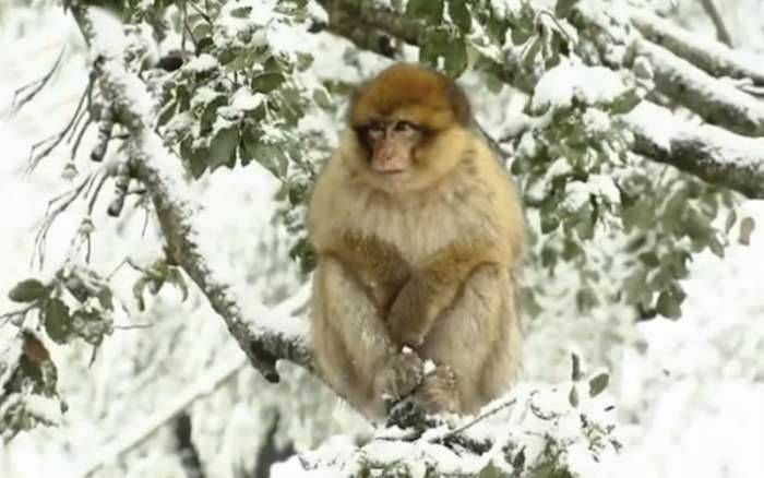 un singe dans la neige au Maroc.jpg
