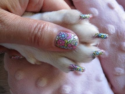 Today special offer $8.99USD, dog nails polish with 13 colors to choose from