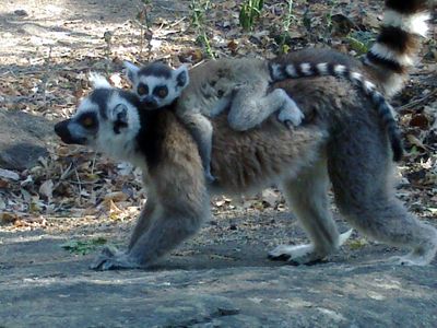 lemuriens