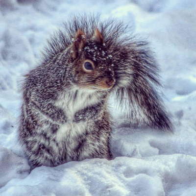 Winter Squirrel.png