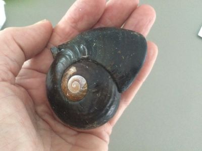 Kauri snail