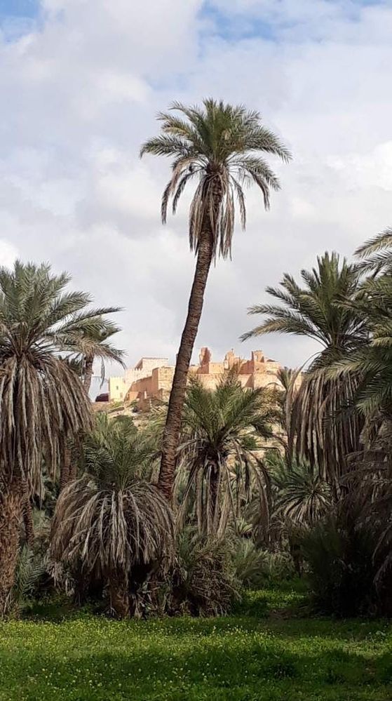 Kasbah de Tiout et son oasis