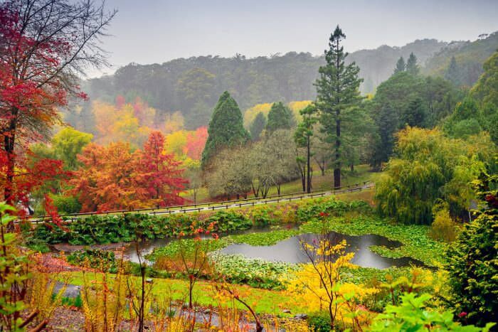 Mt Lofty Botanic Gardens in Autumn