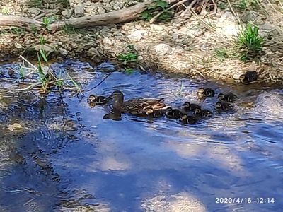 les canards.jpg