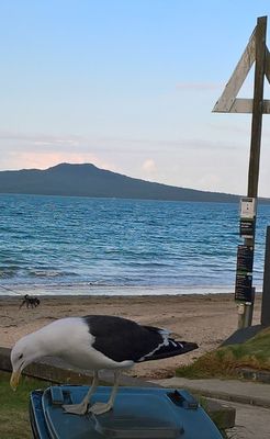 Rangitoto Island from Takapuna Beach, Auckland New Zealand