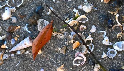 Sea Shells and leaves on the Sandy Seashore