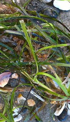 Seaweed swept ahore