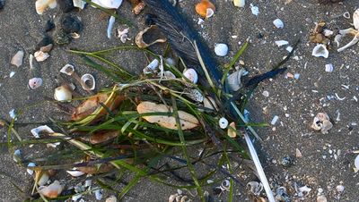 Seagull feather and Sealife swept ashore