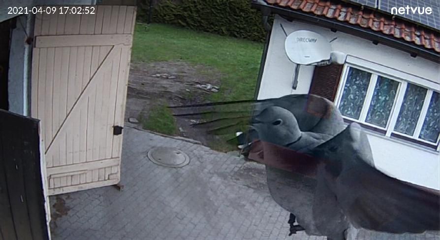 Taube vor unserer Webcam