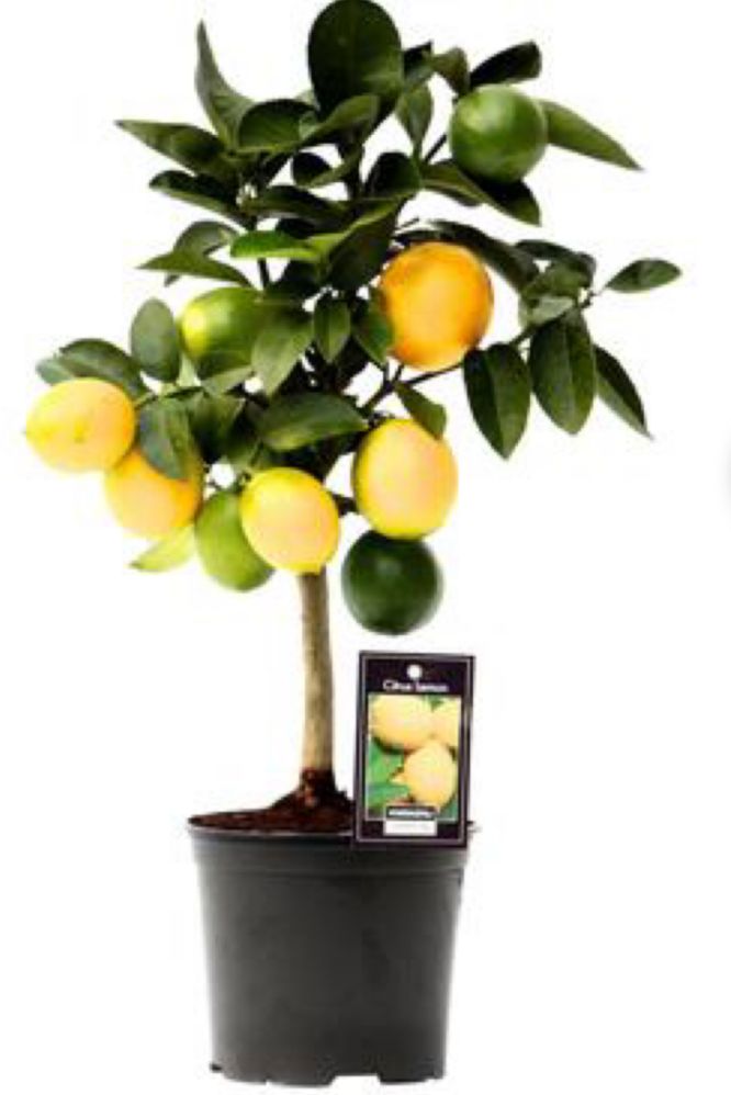 Usually I can find lime tree plant  at the florists, Paris. We use to decorating the kitchen or living room in the apartment.