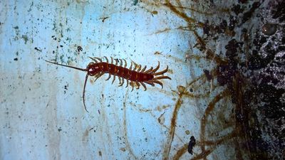 Centipede? or Millipede?