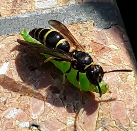 Wasp with a Caterpillar - Landed on table